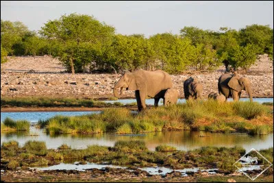 Dans quel pays se situe le parc national d'Etosha ?