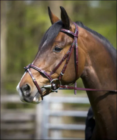 Comment s'appelle ce filet ?