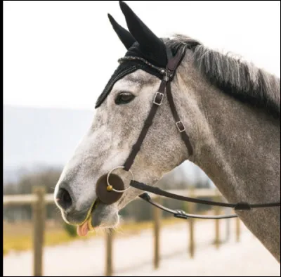 Comment s'appelle ce filet ?