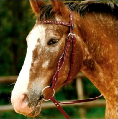 Comment s'appelle ce filet ?