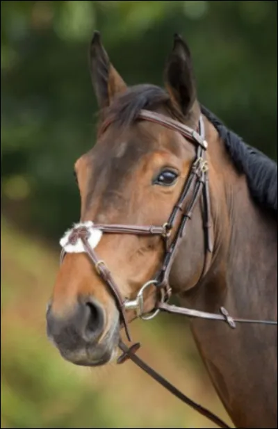 Comment s'appelle ce filet ?