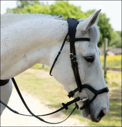 Comment s'appelle ce filet ?