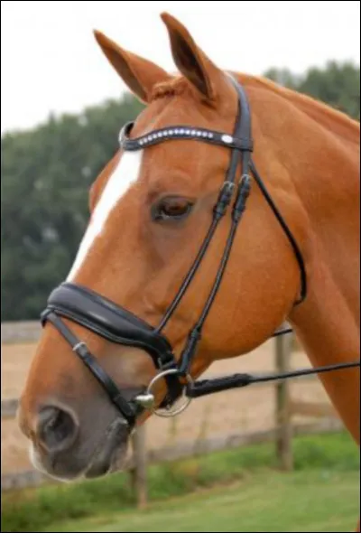 Comment s'appelle ce filet ?