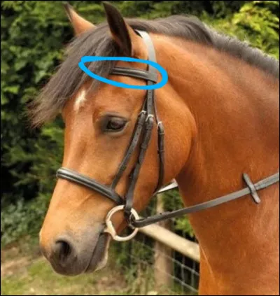 Comment s'appelle la partie entourée ?