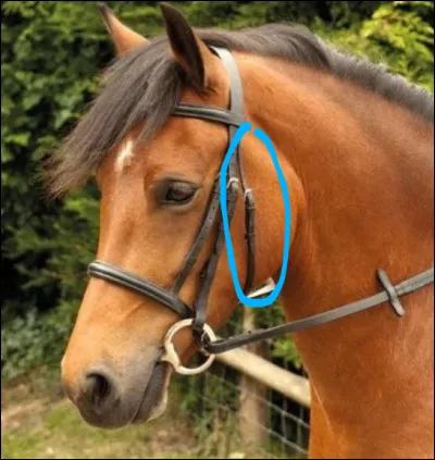 Comment s'appelle la partie entourée ?