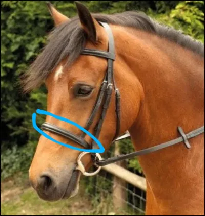 Comment s'appelle la partie entourée ?