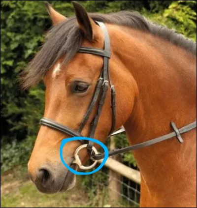 Comment s'appelle la partie entourée ?