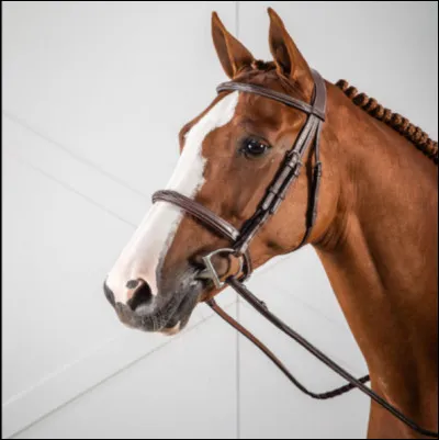 Comment s'appelle ce filet ?