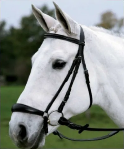 Comment s'appelle ce filet ?