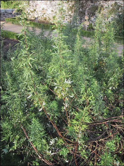 Carlo Rim fait voler un meuble en 1948. Lequel ?