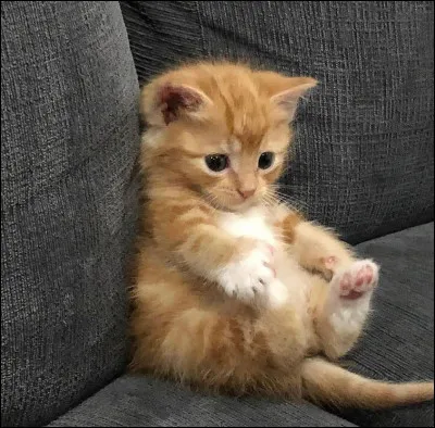 Que fais-tu si un chat inconnu franchit la limite de ton territoire ?