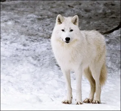 Quelle est l'espérance de vie d'un loup arctique ?