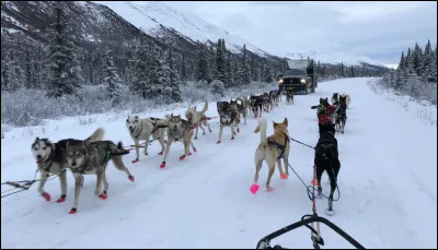 ...Et pour muscler les chiens de course, leurs entraîneurs leur font ...