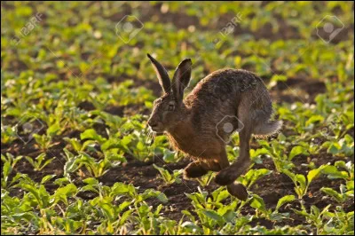 Quel acteur est à l'affiche du film "La Course du lièvre à travers les champs" ?