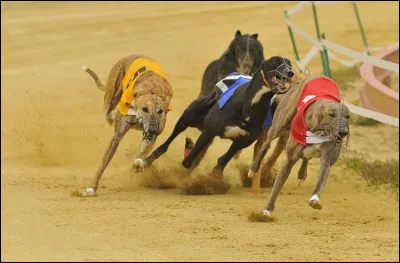 Que sont les courses de "greyhounds" en Grande-Bretagne ?