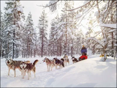 L'Iditarod, qui se dispute sur 2 000 kilomètres en Alaska, est une course ...