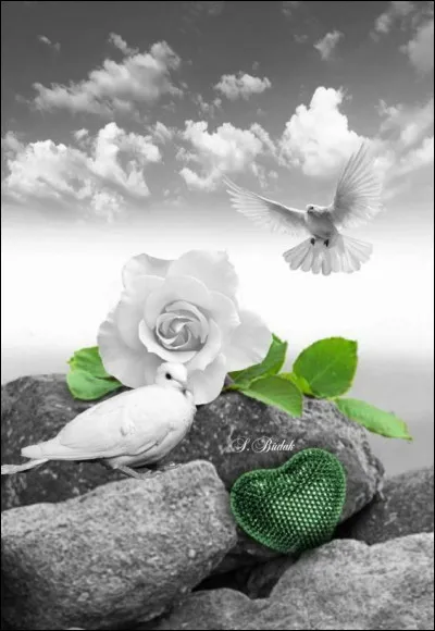 On est bien peu de chose, et son amie la rose le lui a dit ce matin !