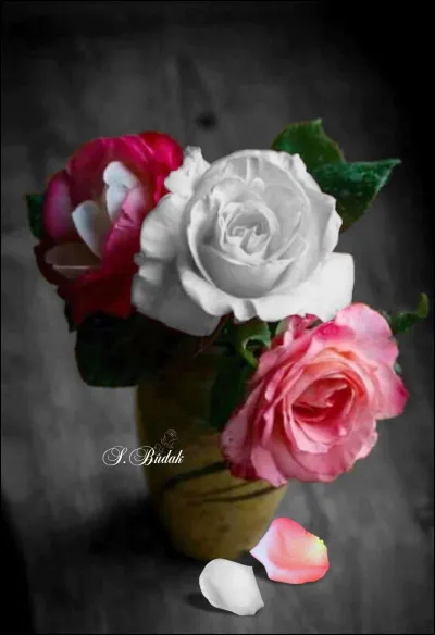 De quelle couleur était la rose du Caire dans le titre du film de Woody Allen ?