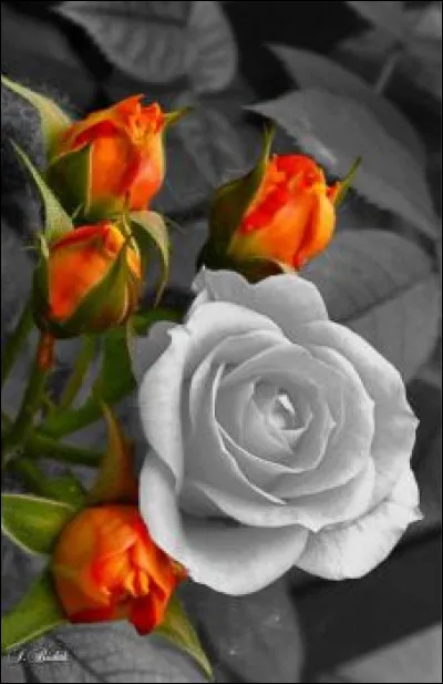 Qu'était la rose dans la chanson de Gilbert Bécaud ?