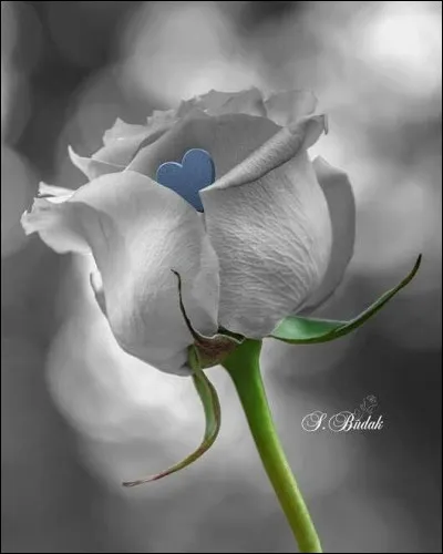 Quel personnage de fiction créa une magnifique rose blanche qu'il appela Bianca, en l'honneur de Bianca Castafiore ?