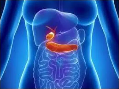 Sciences : Quel organe a pour fonction de sécréter les sucs digestifs pour la digestion et l'insuline pour la régulation de la glycémie ?