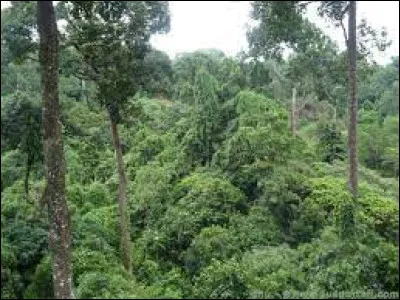 Nature : Comment appelle-t-on la strate supérieure d'une forêt, composée des feuillages directement exposés au rayonnement solaire ?