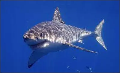 Nature : Laquelle de ces propositions ne désigne pas une espèce de requin ?