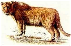 Comment s'appelle ce lion prhistorique ?