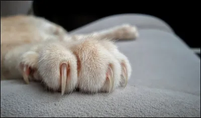 Quel est le seul félin qui ne peut pas rentrer ses griffes ?