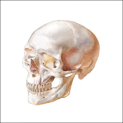 Avec quoi Katniss et Peeta menacent-ils de se suicider ?