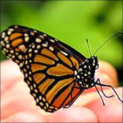 Quel papillon est c&eacute;l&egrave;bre pour ses migrations de grande ampleur, par groupes de millions d�individus ?