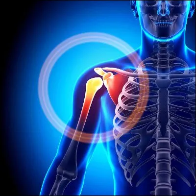 Comment s�appelle le muscle externe de l�&eacute;paule, en forme de triangle ?