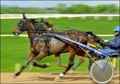 Comment s'appelle cette discipline équestre ?