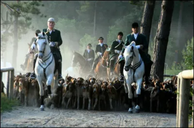 Comment s'appelle cette discipline équestre ?