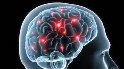 Sciences & nature : Quel lobe du cerveau contrôle la mémoire ?