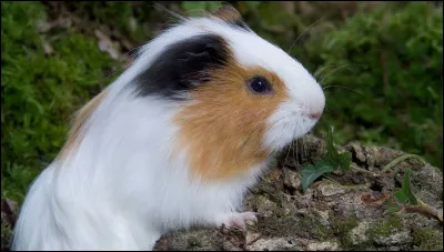 Les cochons d'Inde viennent d'Amérique du Sud.