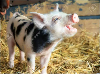 Les cochons ont une très bonne ouïe.