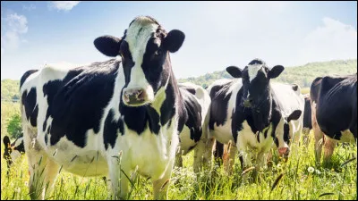 Les vaches donnent plus de lait lorsqu'elles écoutent de la musique.