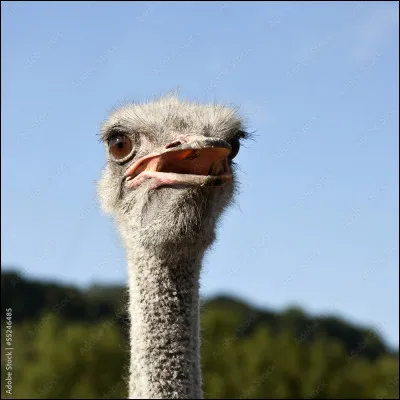 Les autruches cachent leur tête dans la terre.