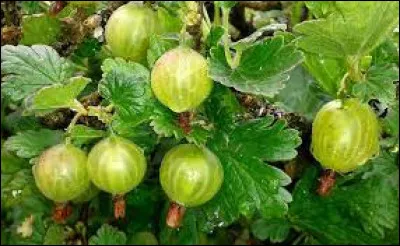 Que est le nom de cette espèce de groseille ?