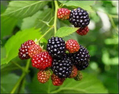 La mûre est le fruit de quel arbrisseau ?