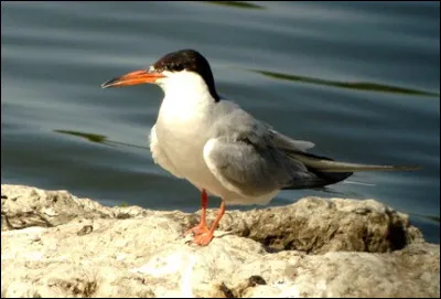 Quel est ce volatile marin ?