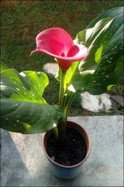 Quelle est cette plante ?