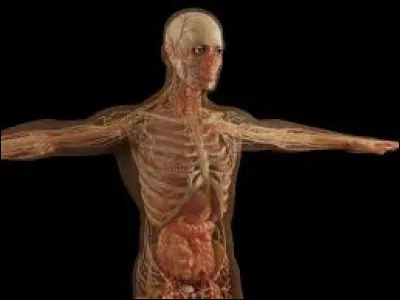 Sciences et nature : Quel pourcentage d'eau compose le corps humain ?