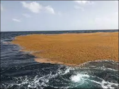 Géographie : Dans quel océan se trouve la mer des Sargasses ?