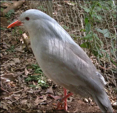 En argot, quel nom est donné à un mendiant particulièrement retors ?