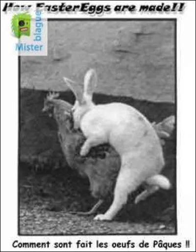 Qui goûte à un chaud lapin ...