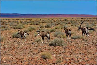 Dans quel pays ou région peut-on emprunter la route D 707 sur 123 km, au paysage de sable ponctué parfois d'un troupeau d'oryx ou de quelques autruches ?