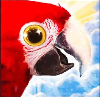 Comment s'appelle son perroquet ?