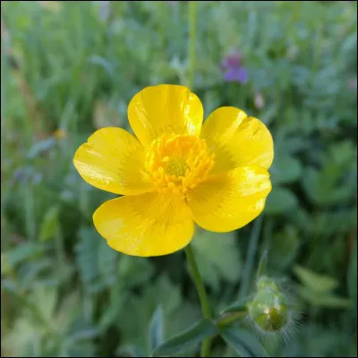 Sais-tu au moins quelle est cette fleur bien connue et en même temps jamais cultivée ?